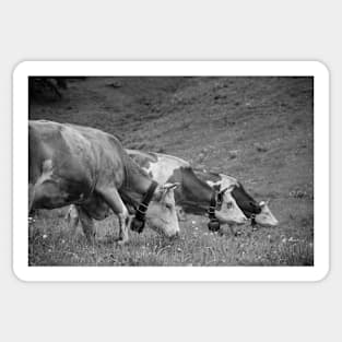 Three Cows Sticker